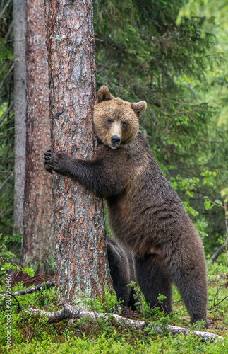Female of Brown bear stands on its hind legs by a tree in a summer forest. Scientific name: Ursus Arctos ( Brown Bear). Green natural background. Natural habitat.