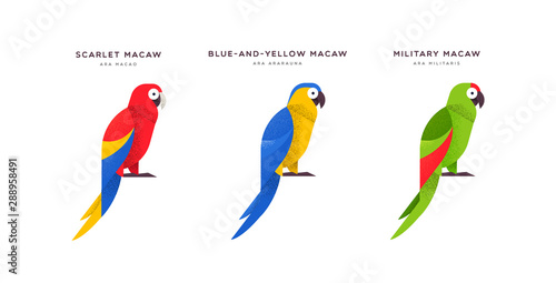 Macaw parrot bird isolated animal cartoon set