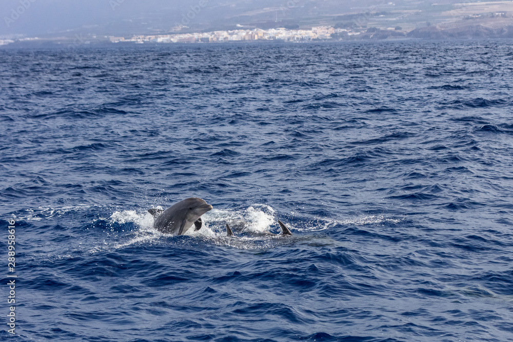 Fototapeta premium dolphins swimming in atlantic ocean near the coast of Tenereife.