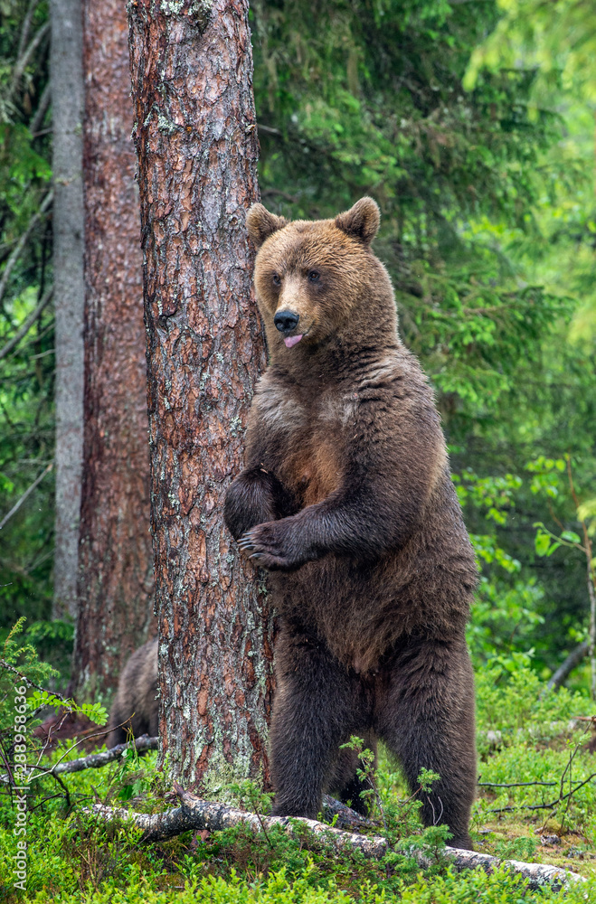 Female of Brown bear stands on its hind legs by a tree in a summer forest. Scientific name: Ursus Arctos ( Brown Bear). Green natural background. Natural habitat. Female of Brown bear stands on its hind legs by a tree in a summer forest. Scientific name: Ursus Arctos ( Brown Bear). Green natural background. Natural habitat.