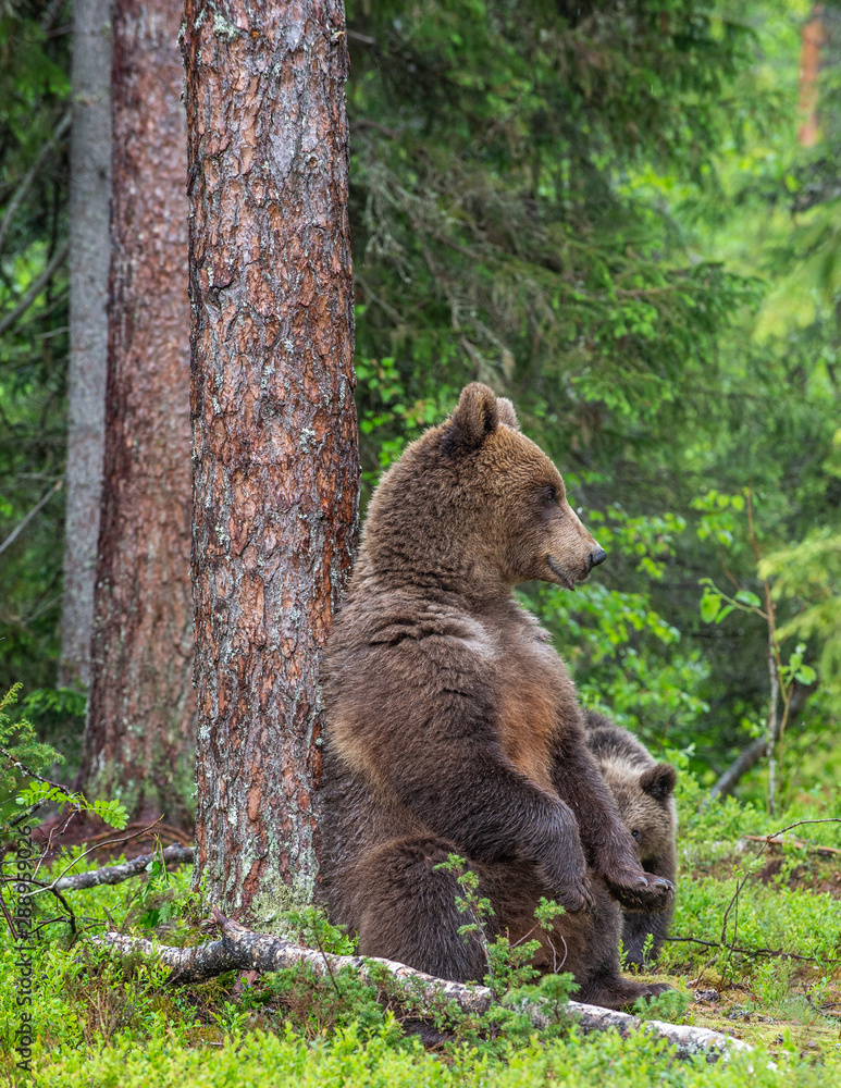 Brown Bear sitting leaning against a tree in a summer forest. Scientific name: Ursus Arctos. Green natural background. Natural habitat. Brown Bear sitting leaning against a tree in a summer forest. Scientific name: Ursus Arctos. Green natural background. Natural habitat.