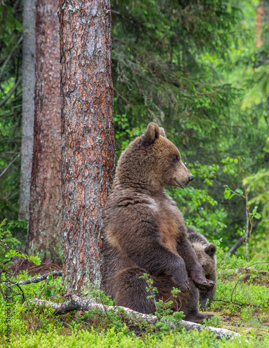 Brown Bear sitting leaning against a tree in a summer forest. Scientific name: Ursus Arctos. Green natural background. Natural habitat.