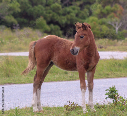 Assateague  Island wild colt pony