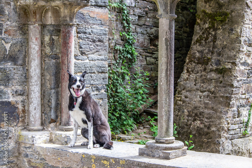 Happy border collie at Viller's Abbey