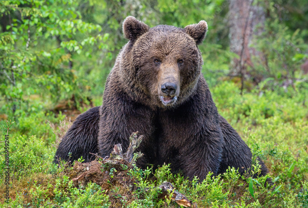 Brown bear in the summer forest. Green forest natural background. Scientific name: Ursus arctos. Natural habitat.