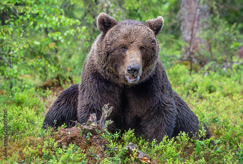 Brown bear in the summer forest. Green forest natural background. Scientific name: Ursus arctos. Natural habitat.