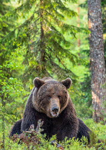 Brown bear in the summer forest. Green forest natural background. Scientific name: Ursus arctos. Natural habitat. © Uryadnikov Sergey