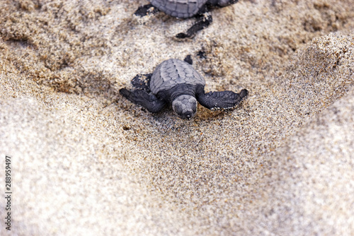 tortuga marina bebé