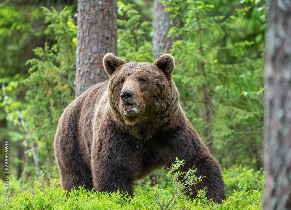 Brown bear in the summer forest. Green forest natural background. Scientific name: Ursus arctos. Natural habitat. Brown bear in the summer forest. Green forest natural background. Scientific name: Ursus arctos. Natural habitat.