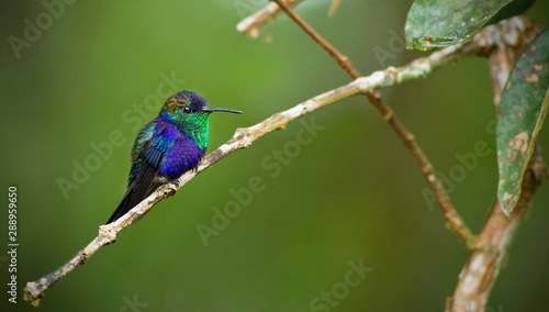  Violet-crowned Woodnymph hummingbird perching on branch in Panama