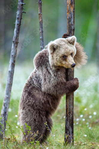 Brown bear cub stands on its hind legs by a pine tree in summer forest on the bog among white flowers. Scientific name: Ursus Arctos. Green natural background. Natural habitat, summer season