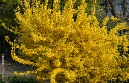 Fototapet Yellow forsythia flowers pattern or texture in spring garden