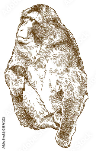 engraving antique illustration of barbary macaque