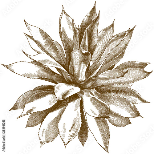 engraving antique illustration of  agave bush