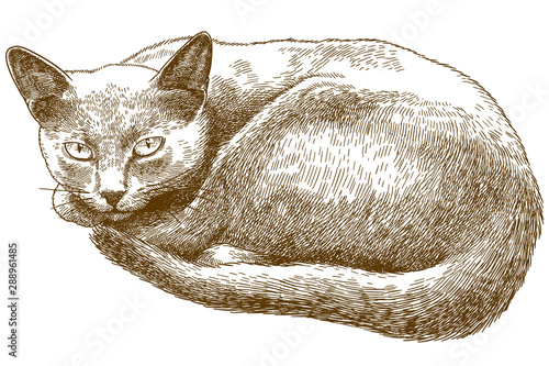 engraving antique illustration of cat