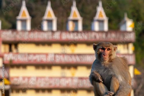 Photography monkey sitting in rishikesh,india with an ashram behing it