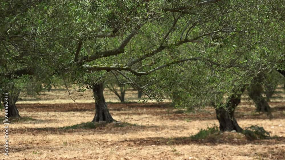 Panoramic view of amazing greek olive tree grove on sunny day, Crete island. Mediterranean plants growing in shadowy plantation. Traditional southern flora, olive garden. Cultivation of organic food Panoramic view of amazing greek olive tree grove on sunny day, Crete island. Mediterranean plants growing in shadowy plantation. Traditional southern flora, olive garden. Cultivation of organic food