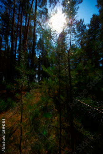 pine forest at night