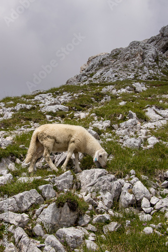 Small sheep pasturing near Triglav mountain