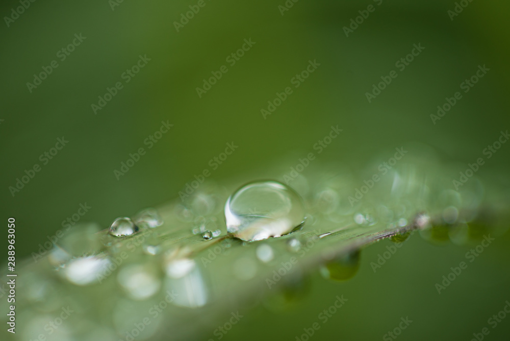 rain drops on the grass rain drops on the grass