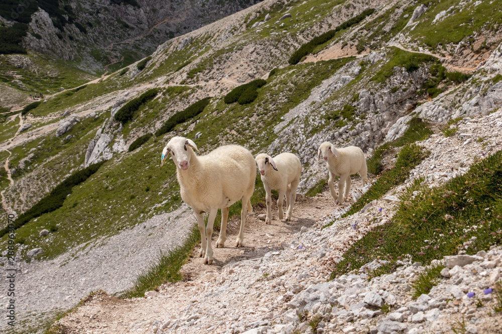Shepps walking on mountain path near Triglav mountain