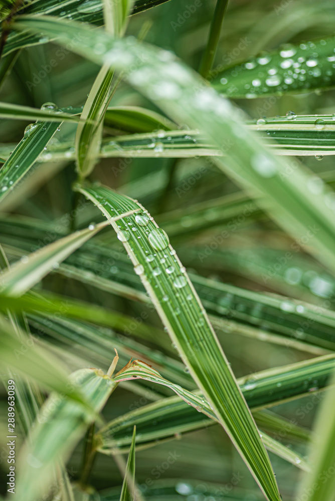 Fototapeta premium rain drops on the grass