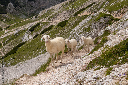 Shepps walking on mountain path near Triglav mountain