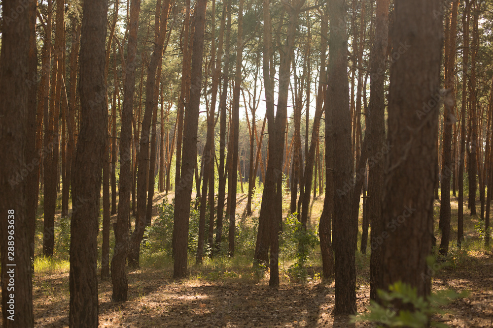 Obraz premium pine forest. sunset in forest. the setting sun shines among the trees. pines. forest