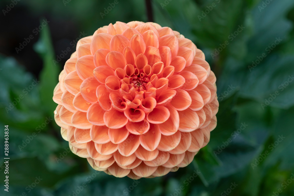 Dahlie rosarot makro Dahlie rosarot makro