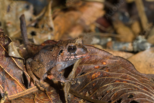 Rain frog (Eleutherodactylus sp.) among leaf litter of floor of rainforest in Panama. Note high degree of camouflage. Frog is about one inch (2.5 cm) long. photo