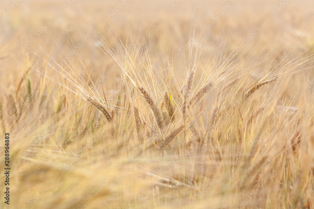 Rye ears of in the field Rye ears of in the field