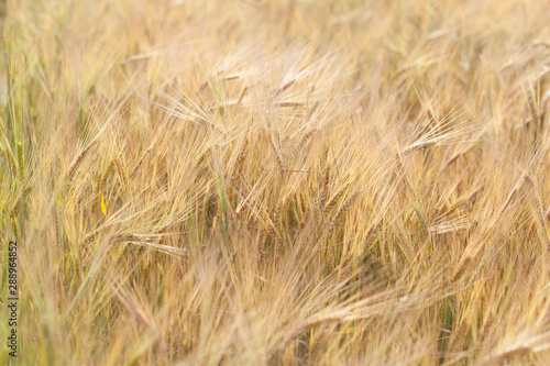Rye ears of in the field © Aleksey Solodov
