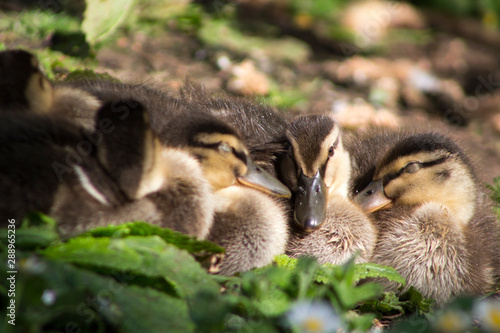 ducklings on grass © Lukas Konkol @lukkon