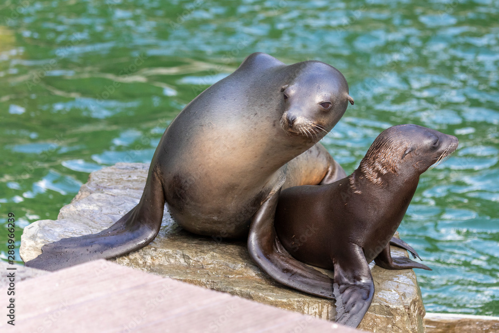 Naklejka premium Seehund Mama mit Nachwuchs