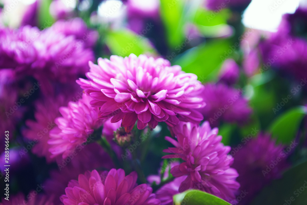 flowers in a bouquet. background. close-up flowers in a bouquet. background. close-up