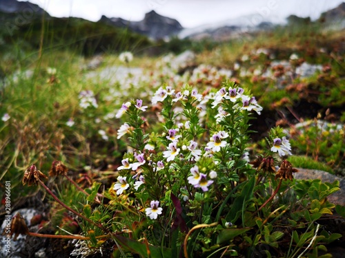 Beautiful small white flowers in the mountains.  Euphrasia hirtella