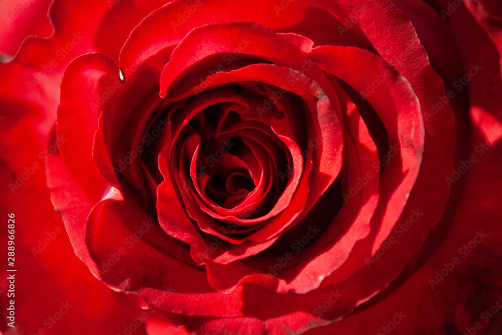 red fresh rose close-up. macro. flower petals red fresh rose close-up. macro. flower petals