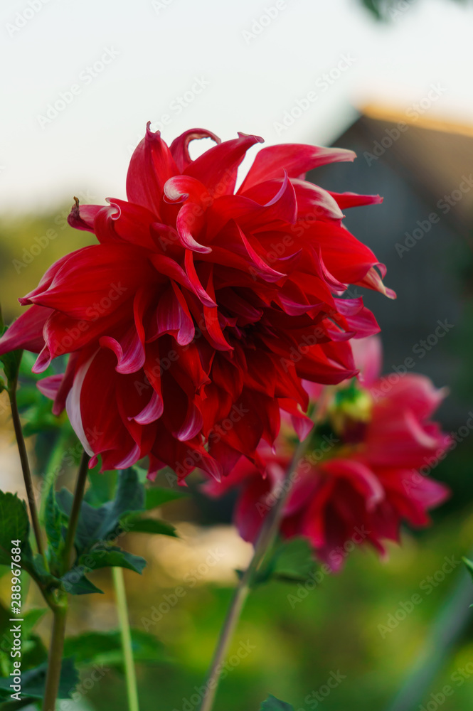 Beautiful flowers of red dahlia on a bush in the garden. Beautiful flowers of red dahlia on a bush in the garden.