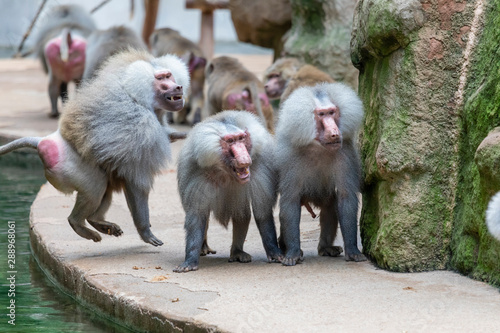 фотографія Wilde Horde von Pavianen