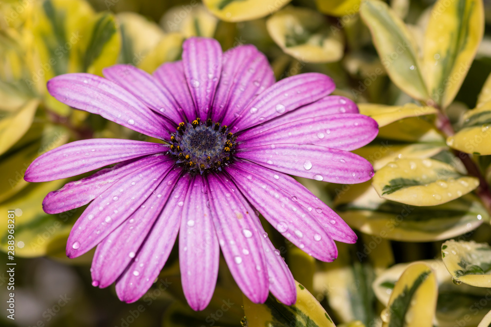 Fototapeta premium Polarstern Blüte im Garten