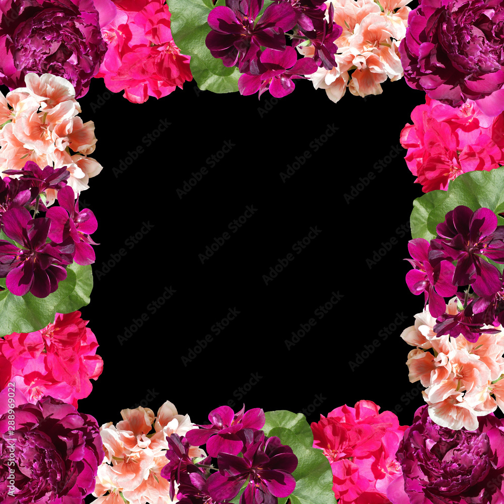 Beautiful floral background of pelargonium and peonies. Isolated