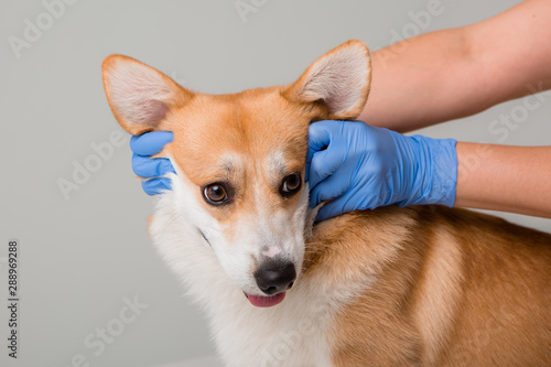 Fototapeta Naklejka Na Ścianę i Meble -  veterinarian examines a Corgi dog in medical gloves on a light background, close-up, space for text