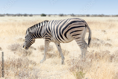 A zebra in etosha national park