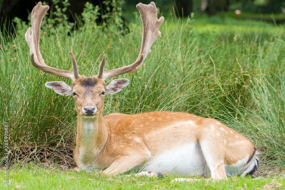 Male Fallow Deer in UK National Park