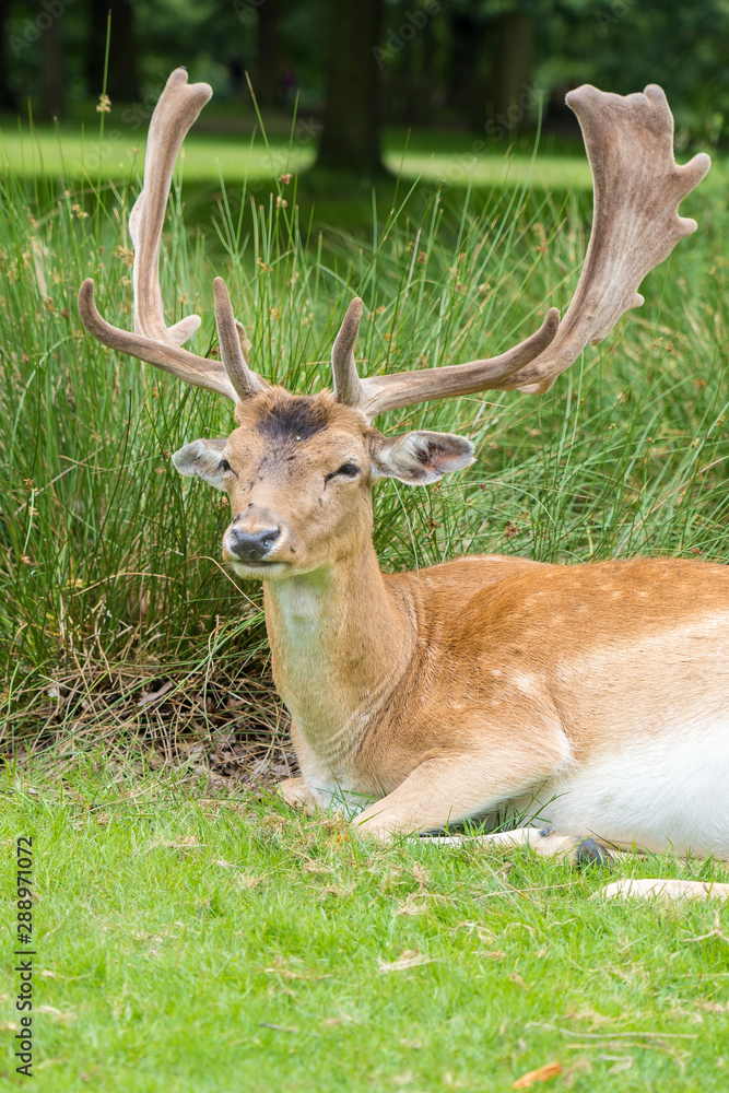 Male Fallow Deer in UK National Park Male Fallow Deer in UK National Park