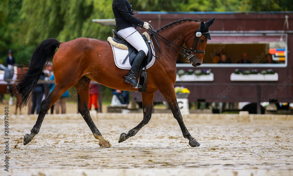 Horse dressage (dressage horse) in the rain on a dressage competition in a test with rider.. Horse dressage (dressage horse) in the rain on a dressage competition in a test with rider..