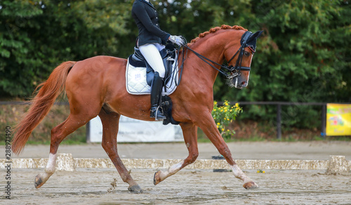 Horse dressage (dressage horse) in the rain on a dressage competition in a test with rider..