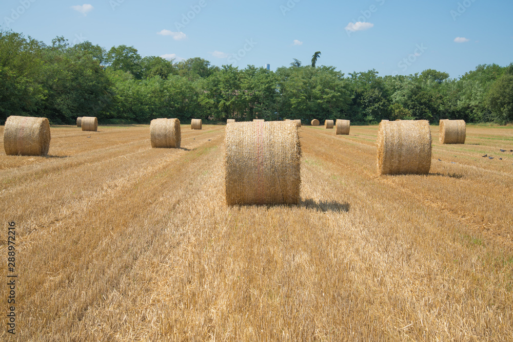 Hay sheaf in the farmland outside Milan, Italy