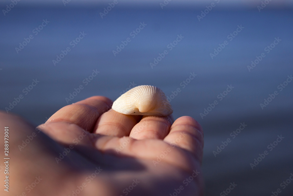 Half a seashell in a female hand on a background of the sea. Summer background, vacation concept Half a seashell in a female hand on a background of the sea. Summer background, vacation concept
