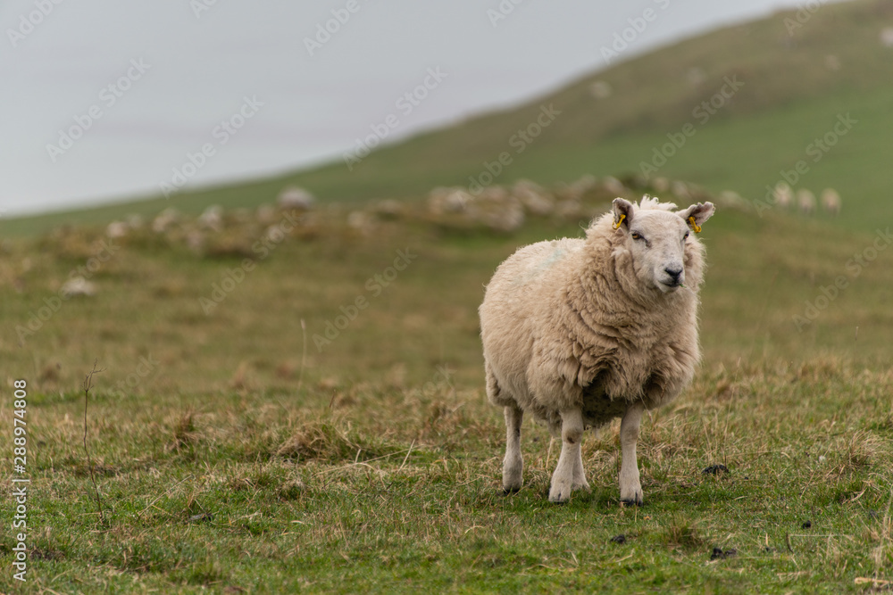 Obraz premium Scottish Sheep